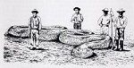 Giant Anaconda