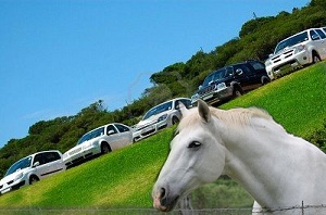 Klumpet Horse Field Dobbin not amused Klumpet Horse Field