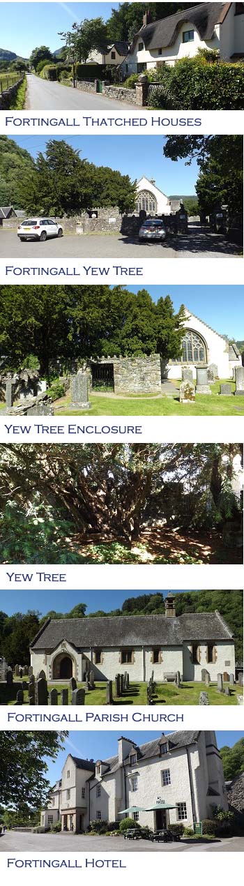 Fortingall Yew Tree Photos