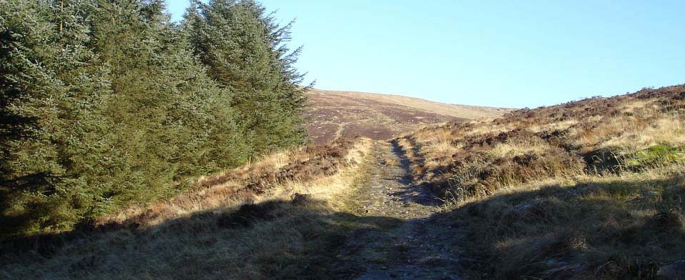 Cairnsmore forest image