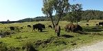 Highland Wildlife Park